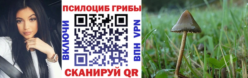 Купить закладки  Цивильск  Галлюциногенные грибы Psilocybine cubensis 